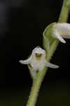 Texas lady's tresses